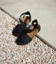 sandales florida 31203 noir