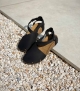 sandals florida 31203 black